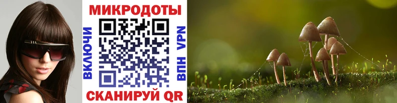 Галлюциногенные грибы Psilocybe  как найти   Белинский 